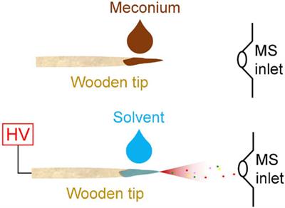 Determination of nicotine in newborn meconium by high-Resolution ambient mass spectrometry using wooden-Tip spray
